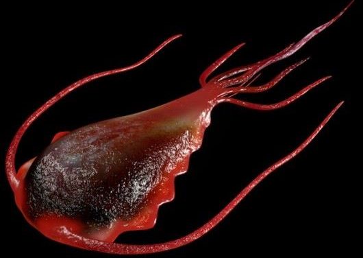 La giardiasi e il parassita che la provoca