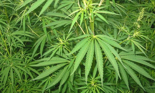 Cannabis ad uso medico. Sì, ma per cosa?