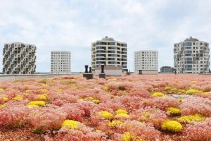 L’importanza dello zinco per il sistema immunitario