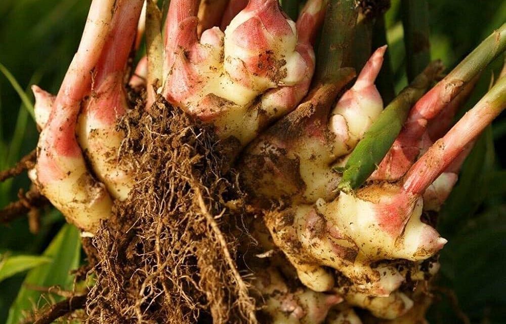 Il potere nascosto dello zenzero nella digestione naturale