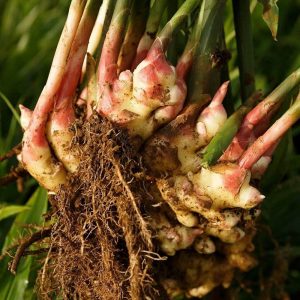 Il potere nascosto dello zenzero nella digestione naturale