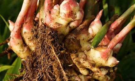 Il potere nascosto dello zenzero nella digestione naturale