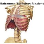 La respirazione diaframmatica come tecnica di benessere