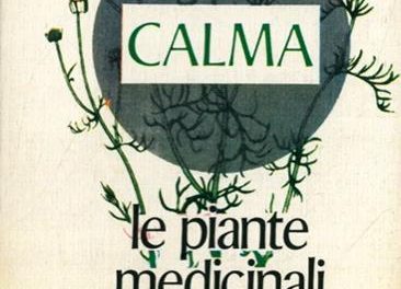 Le piante adattogene che aiutano contro lo stress