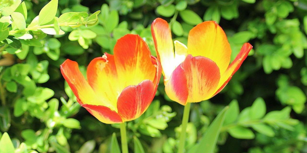 L’equilibrio degli ormoni femminili in menopausa