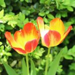 L’equilibrio degli ormoni femminili in menopausa