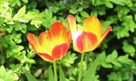 L’equilibrio degli ormoni femminili in menopausa