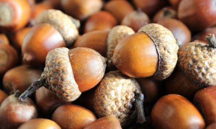 I benefici della camminata quotidiana per la longevità