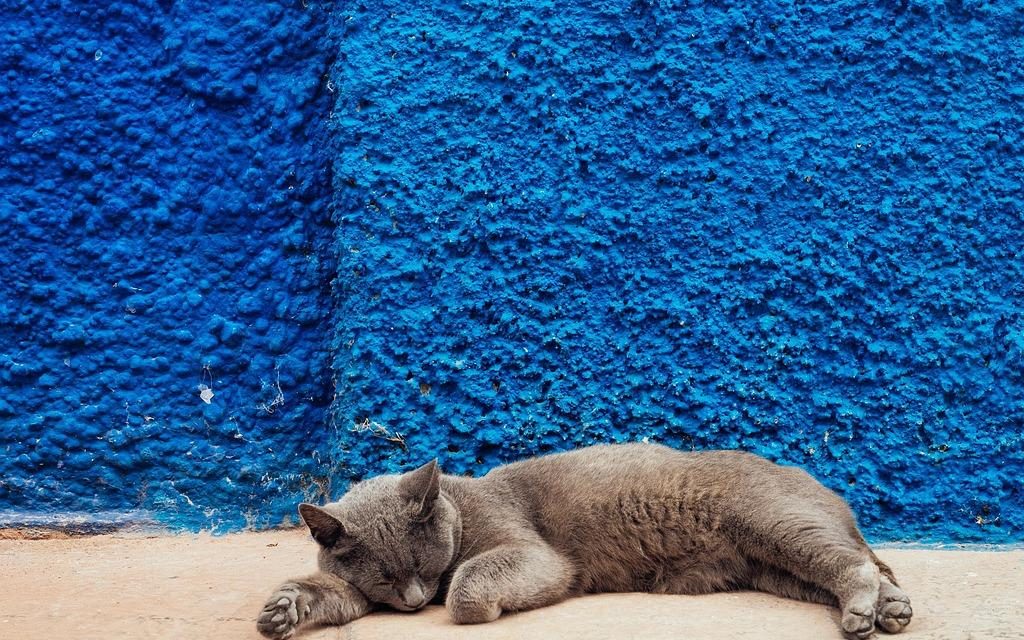 Sonno profondo: i cicli circadiani spiegati passo per passo