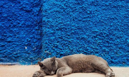 Sonno profondo: i cicli circadiani spiegati passo per passo