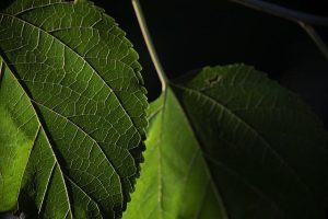 Come la luce influenza il ritmo circadiano e l’umore