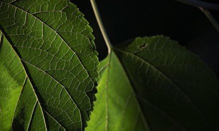 Come la luce influenza il ritmo circadiano e l’umore