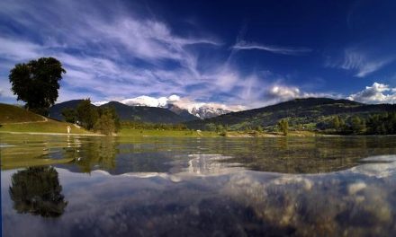 Il potere del tè bianco: proprietà e preparazione corretta