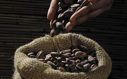 Il cacao crudo: proprietà nutrizionali e benefici psicologici