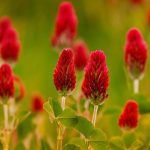 I legumi: nutrienti, benefici e ricette salutari