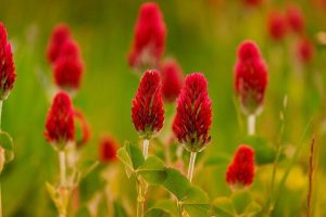 I legumi: nutrienti, benefici e ricette salutari