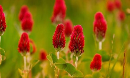 I legumi: nutrienti, benefici e ricette salutari