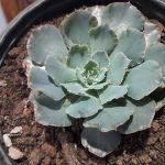 Come funziona la riflessologia plantare spiegata semplice