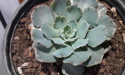 Come funziona la riflessologia plantare spiegata semplice