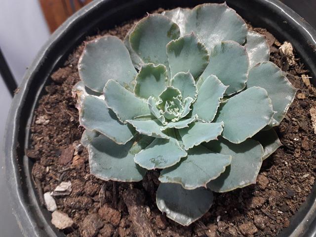 Come funziona la riflessologia plantare spiegata semplice