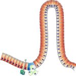 L’intestino come “secondo cervello”: cosa dice la scienza