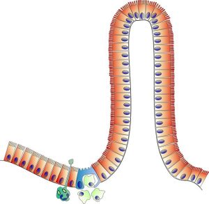 L’intestino come “secondo cervello”: cosa dice la scienza