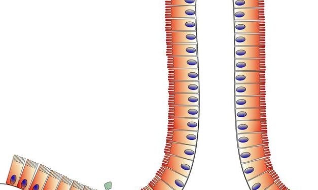 L’intestino come “secondo cervello”: cosa dice la scienza
