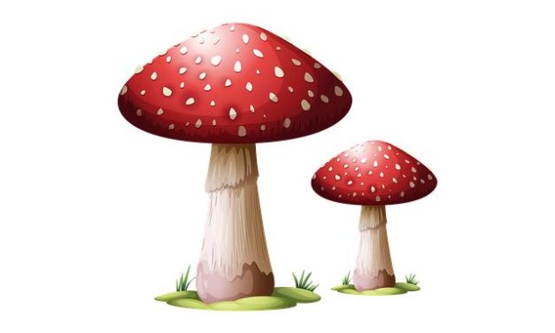 I funghi medicinali nella tradizione orientale