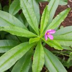 Il ginseng: radice tonica tra leggenda e scienza