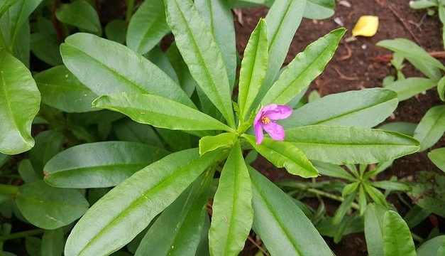 Il ginseng: radice tonica tra leggenda e scienza
