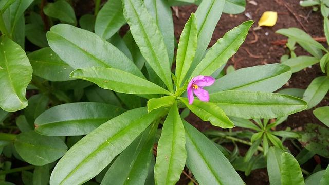 Il ginseng: radice tonica tra leggenda e scienza